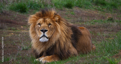 African Lion  panthera leo  Male with a nice Mane