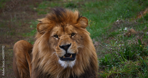 African Lion  panthera leo  Male with a nice Mane