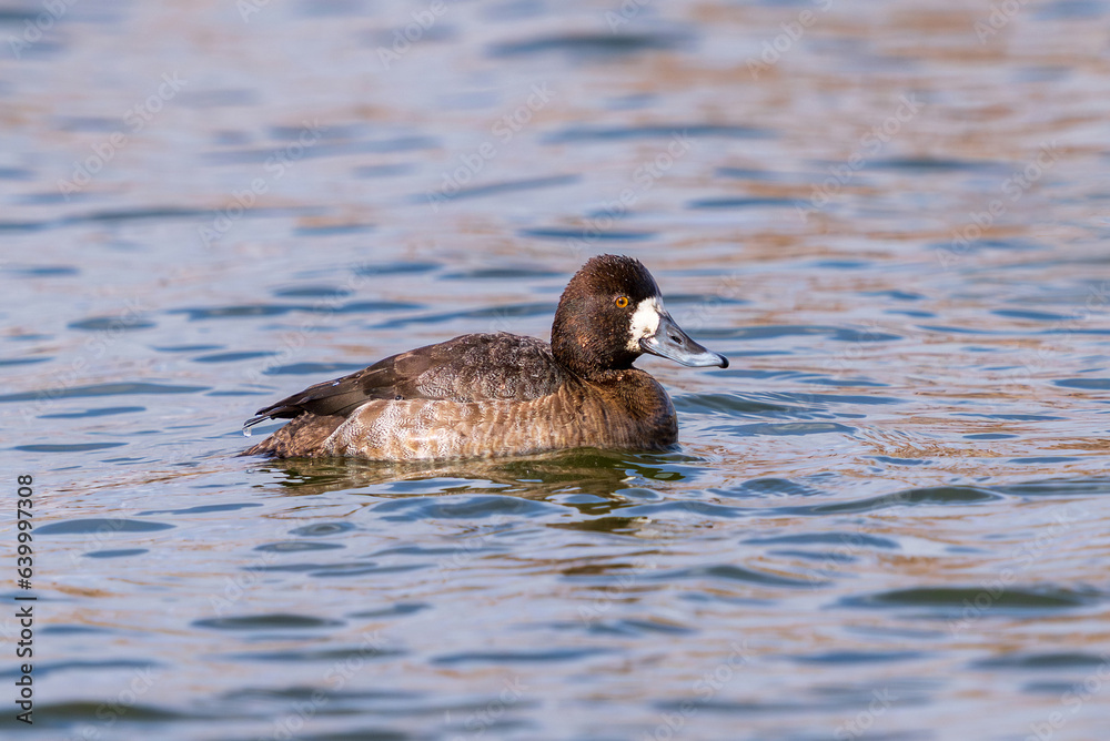 A female Lesser Scaup duck with beautiful feathers and white face marking at the height of the breeding season. Close up view. A female Lesser Scaup duck with beautiful feathers and white face marking at the height of the breeding season. Close up view.