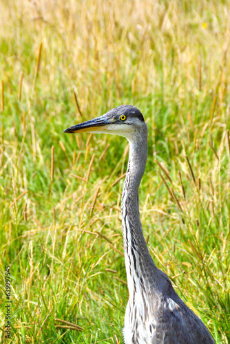 Portrait of a heron standing in long grass in a public park near a coastal town. No people.
