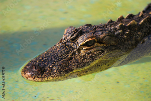 crocodile in the water swimming slowly