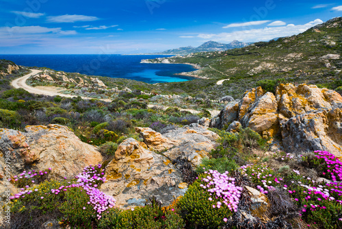 Spring flowers at shoreline near Calvi, Corsica island, France photo