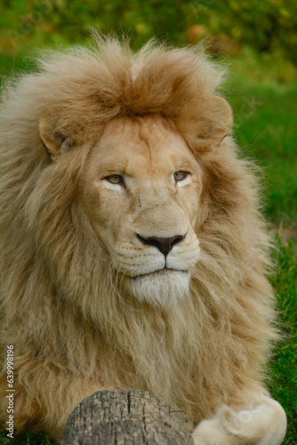 Beautiful majestic Kruger s White Lion