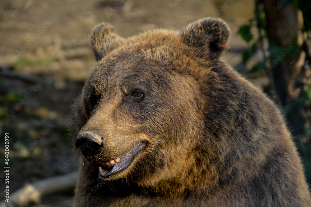 Pretty female brown bear portrait