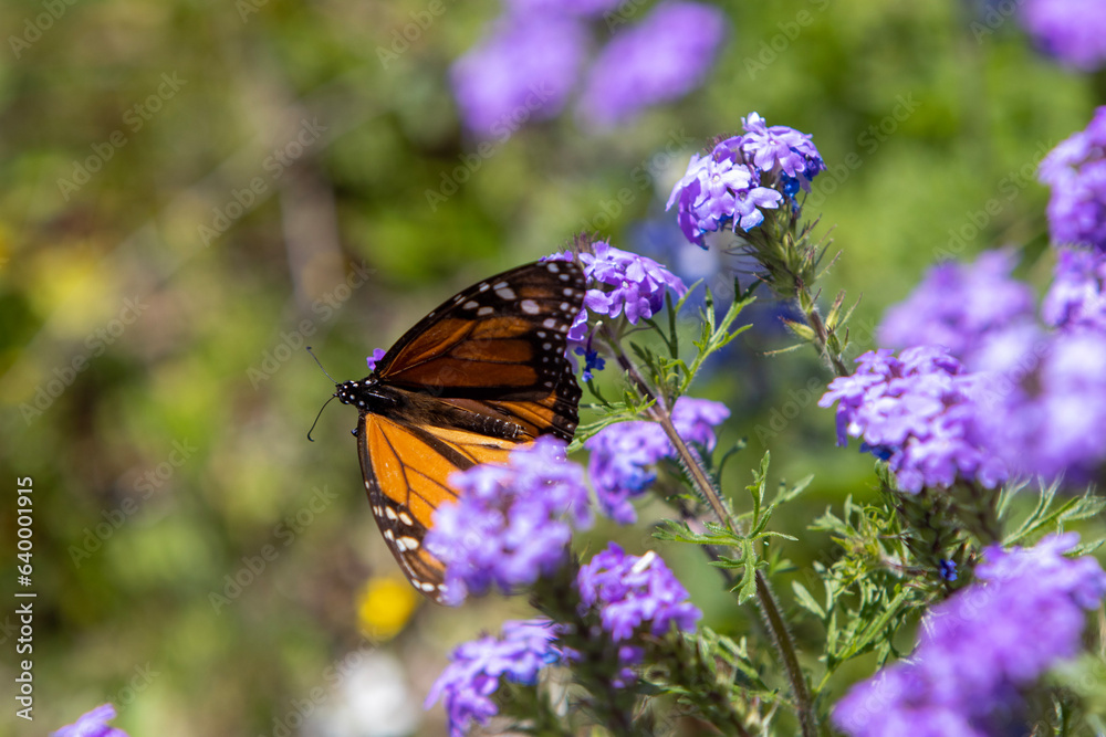 butterfly on flower butterfly on flower