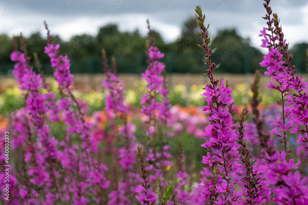 Fototapeta premium Layers of colour: stunning flowers at Celebration Garden, Aylett Nurseries, near St Albans, Hertfordshire UK. 