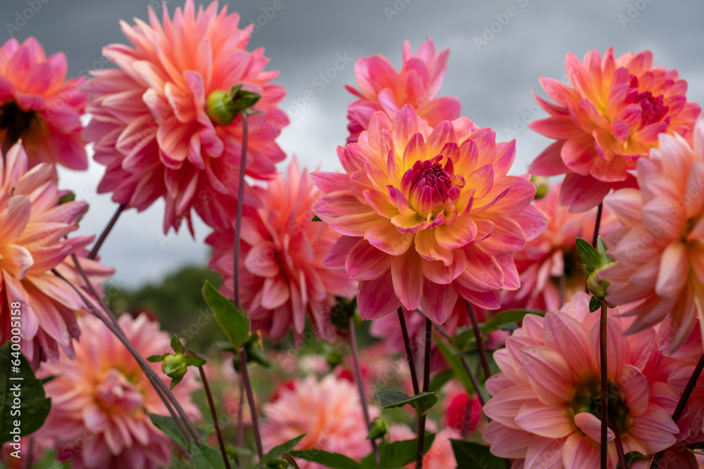 Stunning pink Kens Rarity dahlia flowers, photographed in a garden near St Albans, Hertfordshire UK in late summer on a cloudy day. Stunning pink Kens Rarity dahlia flowers, photographed in a garden near St Albans, Hertfordshire UK in late summer on a cloudy day.