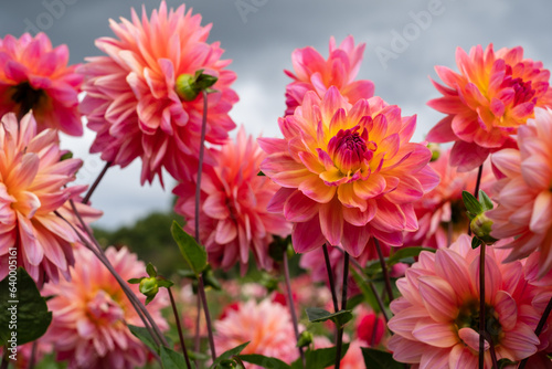 Stunning dahlia flowers  photographed at Celebration Garden  Aylett Nurseries  St Albans  Hertfordshire UK in late summer on a cloudy day.
