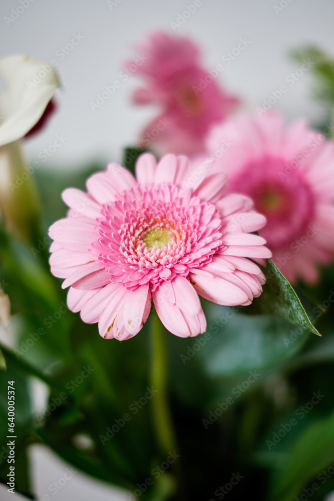 Obraz premium Gerbera pink flower, close up