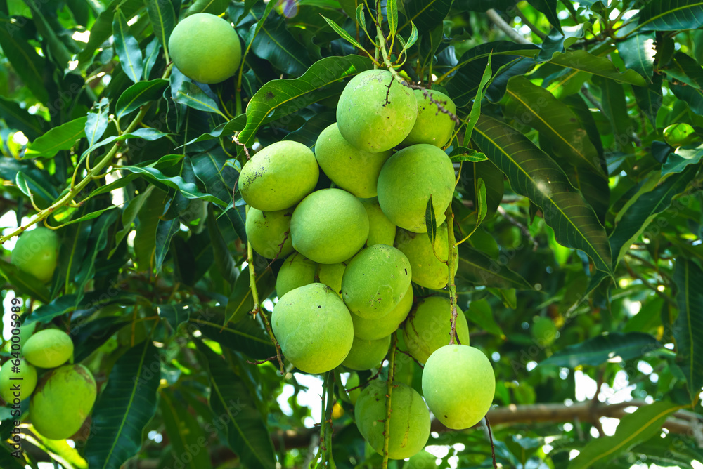 a bunch of green mangoes hang on a tree