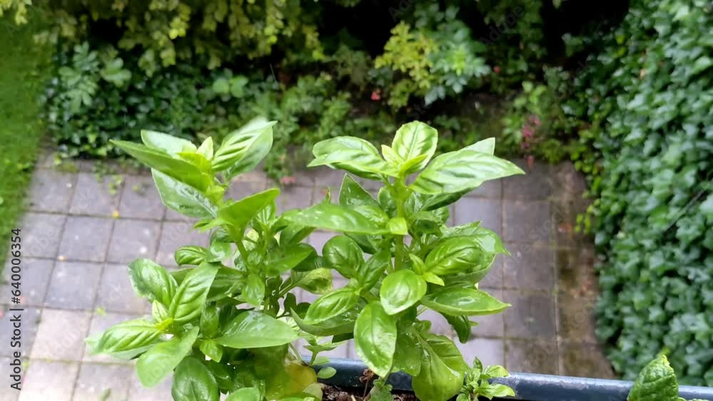 Basil in a basket on the balcony. Basket with greens. Garden on the balcony. Basil in a basket on the balcony. Basket with greens. Garden on the balcony.