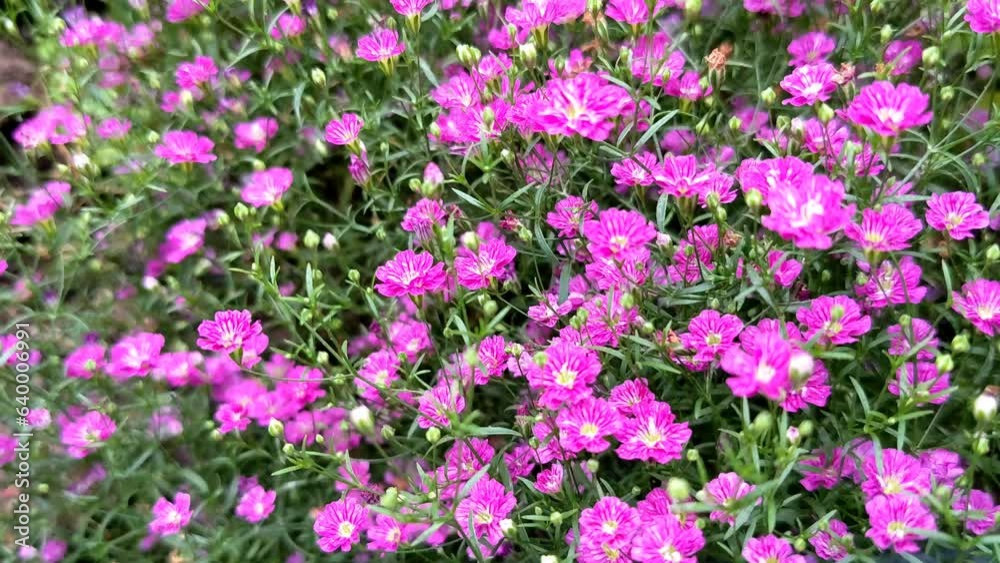 Little gypsophila pink in the pot. The flower of love at first sight and also conveys sincerity and purity.
Little gypsophila pink in the pot. The flower of love at first sight and also conveys sincerity and purity.