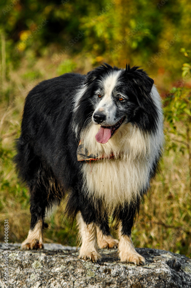 Border collies on a walk