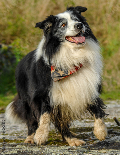 Border collies on a walk