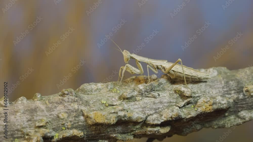 The female praying mantis sits on tree branch masquerading against its background and looking around. Crimean praying mantis (Ameles heldreichi) The female praying mantis sits on tree branch masquerading against its background and looking around. Crimean praying mantis (Ameles heldreichi)