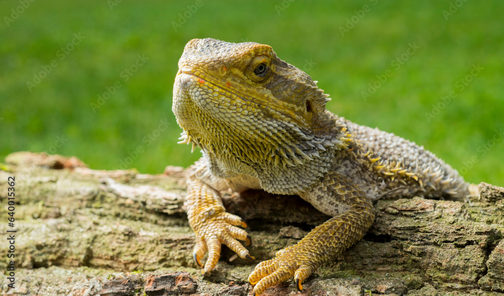 lizard bearded dragon agama close-up lizard bearded dragon agama close-up