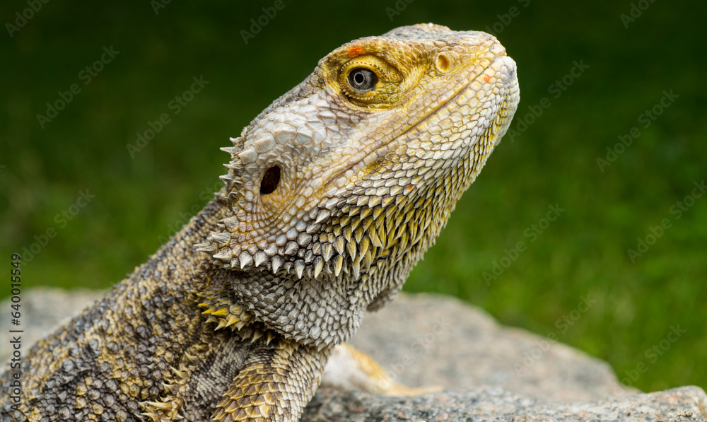 lizard bearded dragon agama close-up