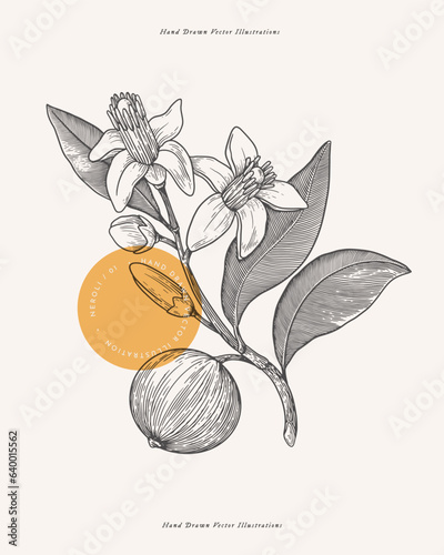 Flowers and fruit of scented neroli in engraving style. Fragrant tropical plant. Botanical vector illustration for floral design in perfumery and cosmetology. photo