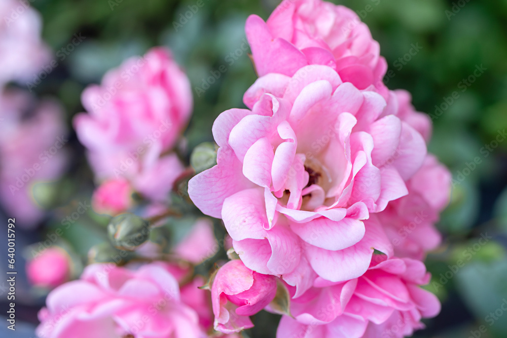 beautiful pink flowers on a background of green leaves. pink floribunda roses