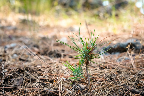 Afforestation and regrow forests. New growth of a small pine sapling and grass growing on the forest floor next to burnt trees after the devastation of a forest fire