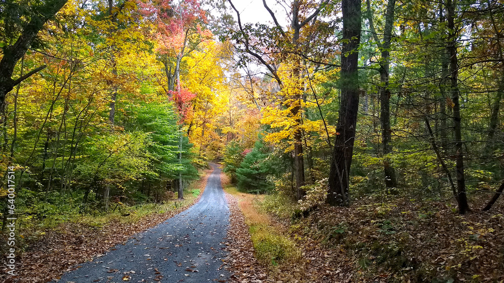 A country road going through the trees in fall.