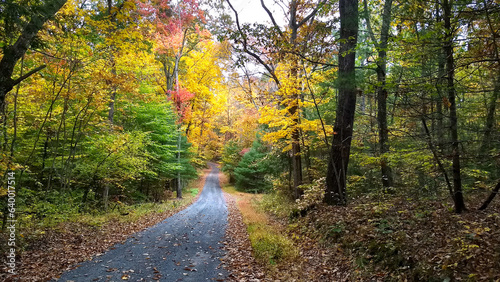 A country road going through the trees in fall. © bonniefink