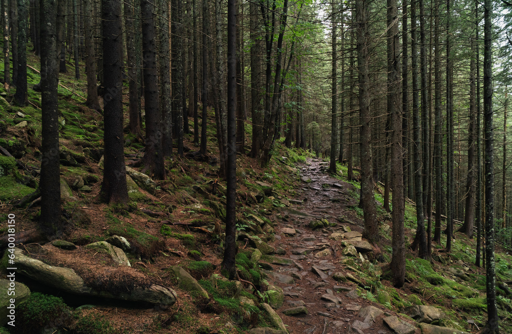 Fototapeta premium Mystic calm wilderness landscape dark forest with pine trees and moss on rocks. Fear and lost depressed mood concept. Horizontal natural background.