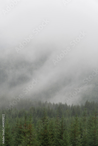 Beautiful morning panorama of forest covered by low clouds. Autumn fog on the mountain hills. Misty fall woodland. Colored sunrise in forested mountain slope.
