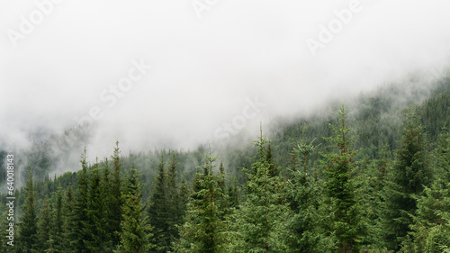 Beautiful morning panorama of forest covered by low clouds. Autumn fog on the mountain hills. Misty fall woodland. Colored sunrise in forested mountain slope. © prystai