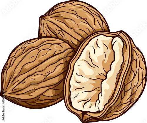 Walnuts brown nuts food vector illustration