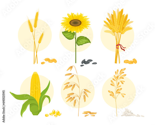 Cereal crops set. Hay and sunflower, corn. Natural and organic products. Harvesting and farming, agriculture. Poster or banner. Cartoon flat vector collection isolated on white background