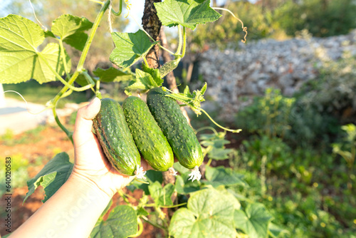 Cucumber harvest. Cucumbers grow on the farm. Leaves, flowers and fruits of cucumbers.