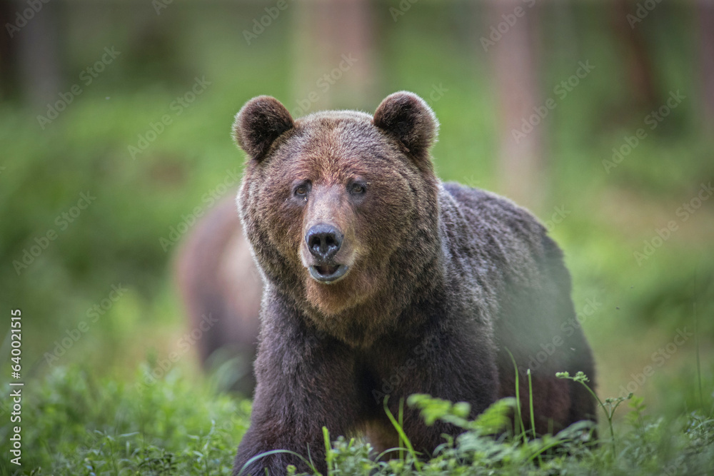 brown bear in the woods close up smiling in Estonia Baltic States Europe detail male female trees hunting