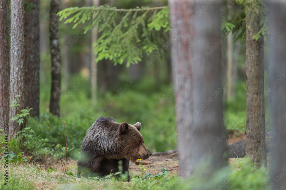 brown bear in the woods close up smiling in Estonia Baltic States Europe detail male female trees hunting brown bear in the woods close up smiling in Estonia Baltic States Europe detail male female trees hunting