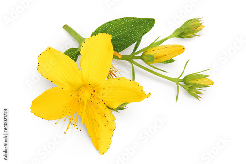 saint john's wort or Hypericum flowers isolated on white background. Top view. Flat lay photo