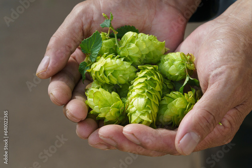 Hops in Northeast China in August