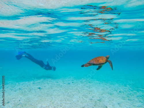 Young female diver snorkelling near a turtle swimming in a shallow calm ocean near Pinzón island in the Galápagos islands, Ecuador. photo