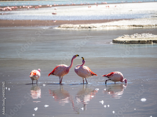 Pareja de flamencos salvajes en la laguna colorada en Bolivia