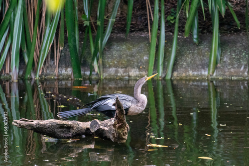 Canvas Print Wild Animals around de zoo.