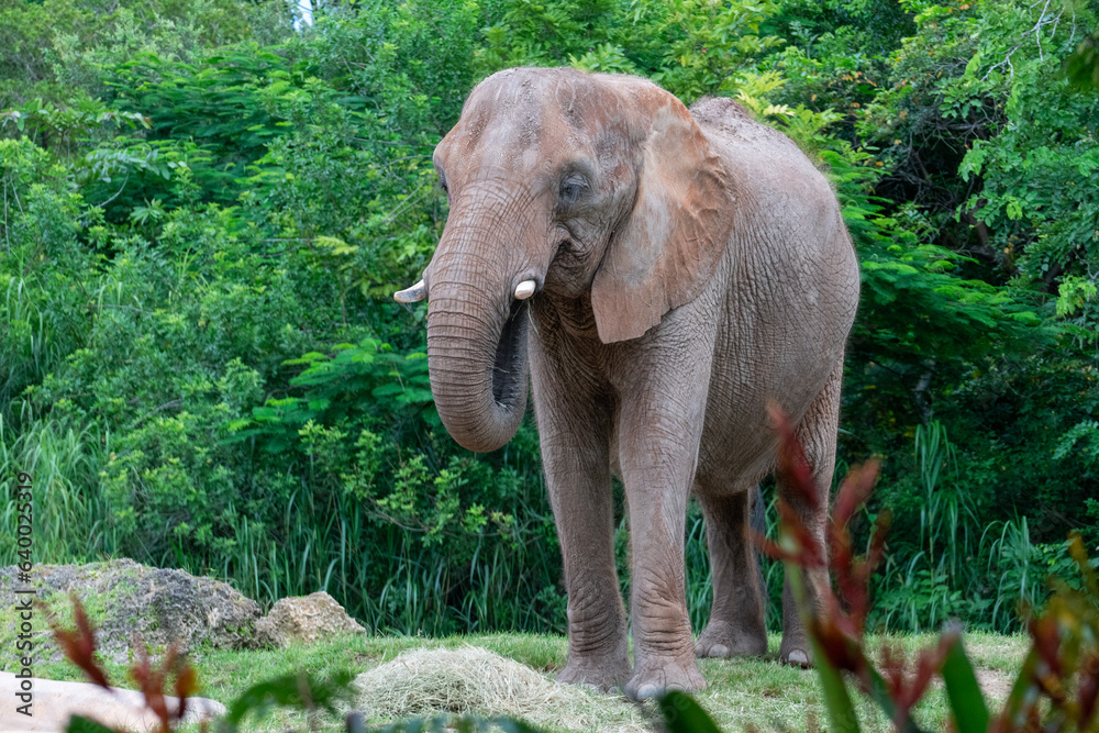Fototapeta premium Wild Animals around de zoo.