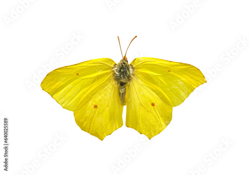 Butterfly Gonepteryx rhamni isolated on a transparent  background. Object with clipping path. photo