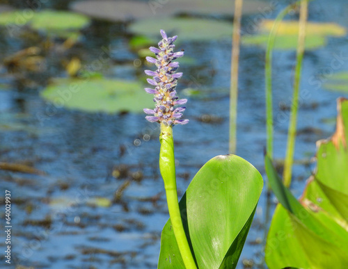 Pontederia cordata (Pickerelweed) Native North American Wetland Plant with Blooming Wildflower photo