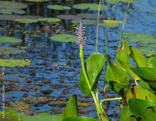 Pontederia cordata (Pickerelweed) Native North American Wetland Plant with Blooming Wildflower photo