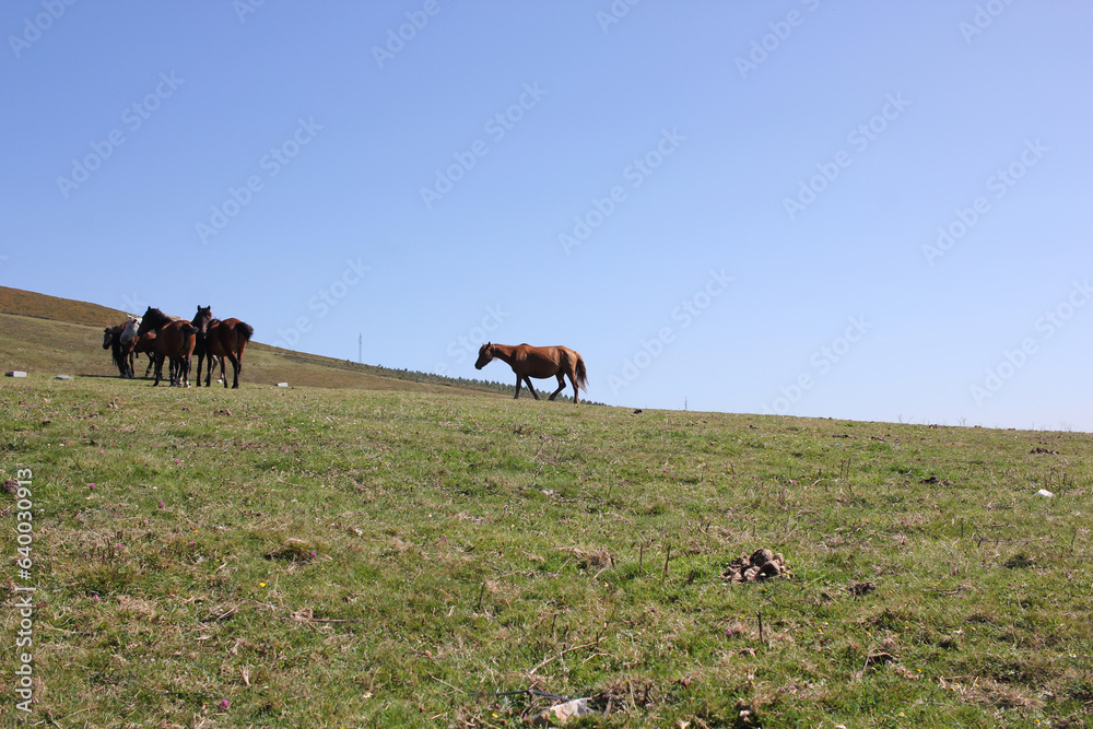 Obraz premium four wild horses in the mountains