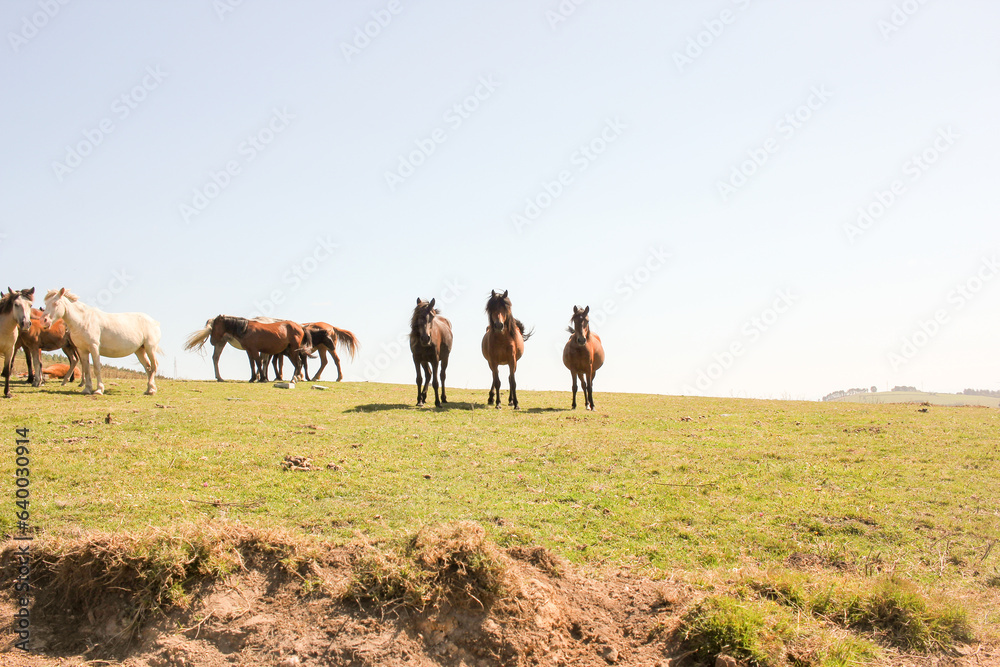 wild horses in a prairie in the mountains
