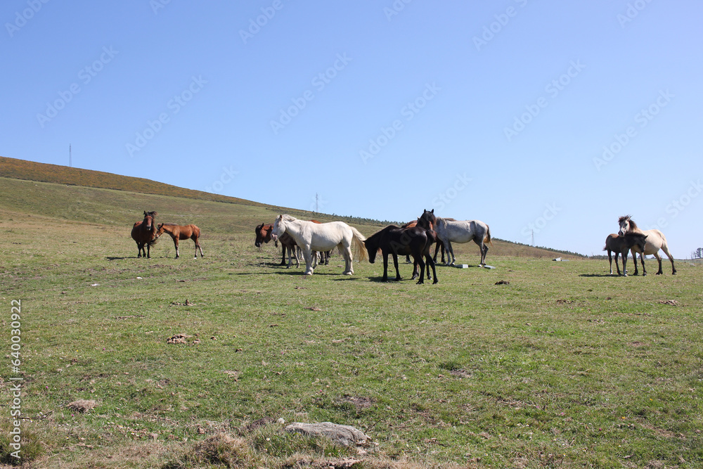 wild horses in Campo do Oso, Spain