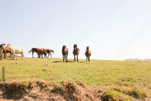 wild horses in a prairie in the mountains