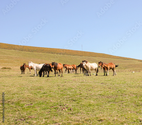 wild horses grazing in a prairie