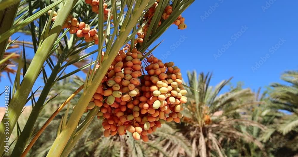 Fresh ripe tasty yellow dates on the palm tree in Egypt Fresh ripe tasty yellow dates on the palm tree in Egypt