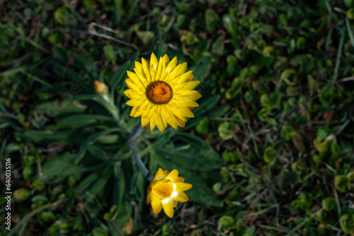 Yellow Paper Daisy